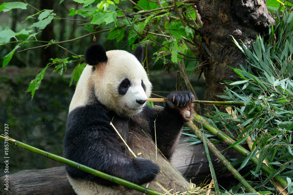 Obraz premium A giant panda is hidden behind green bamboo shoots in a lush forest environment. The panda's black-and-white fur contrasts with the surrounding greenery as it holds and appears to eat the bamboo.