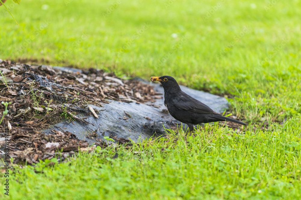 Fototapeta premium Turdus merula on the grass. blackbird 