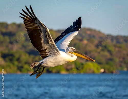 Large white and grey bird soars over water with wings outstretched