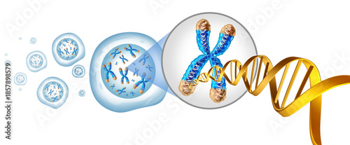 Telomeres and Chromosome with cell nucleus as a telomere concept and DNA for a human biology x structure containing dna genetic information as a medical symbol for gene therapy.
