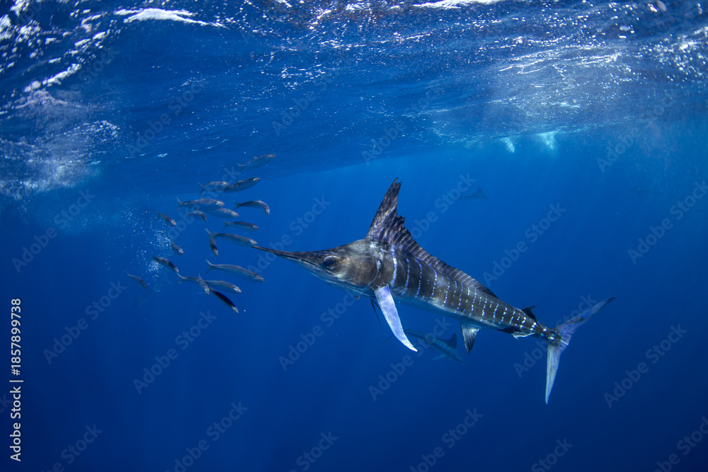 Fototapeta premium The Marlins are hunting a small school of sardines. The Kajikia audax, which is found near Baja California, feeds on small fish. The fastest fish in the ocean use their swords to hunt.