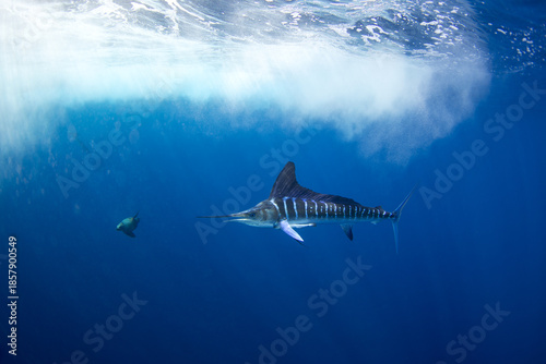 The Marlins are hunting a small school of sardines. The Kajikia audax, which is found near Baja California, feeds on small fish. The fastest fish in the ocean use their swords to hunt.