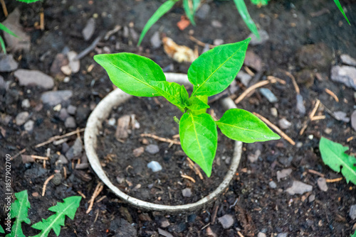 pepper plant growing in garden