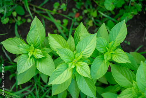basil growing in the garden
