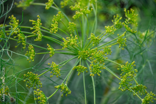 Dill buds just at flower