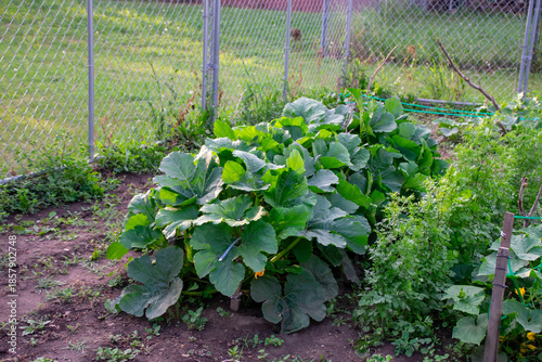 Squash plants growing in the garden