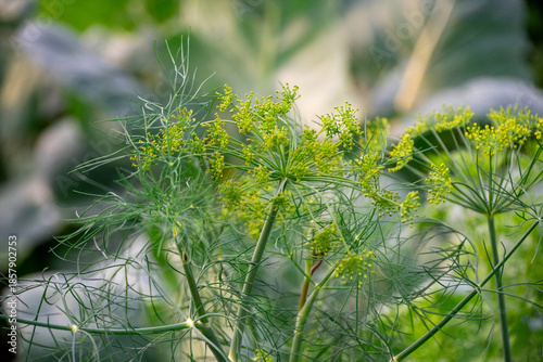 Dill buds just at flower