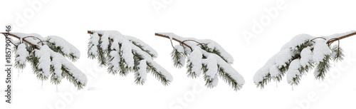 Premium pine tree branches covered in heavy white snow isolated on white background, winter forest evergreen spruce fir needles collection, high quality PNG set.