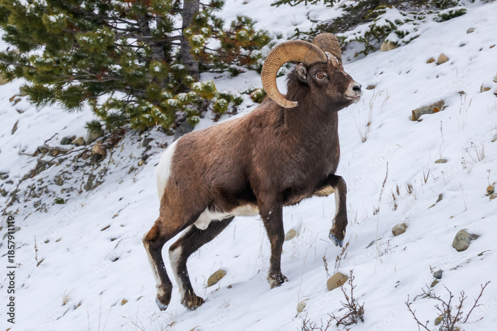 Fototapeta premium Bighorn sheep in a snowy mountain side