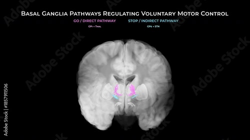 Healthy Brain Basal Ganglia Pathways in Coronal View on Black Background