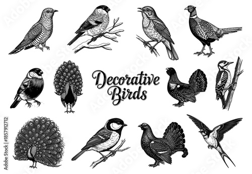 Decorative birds collection in line art