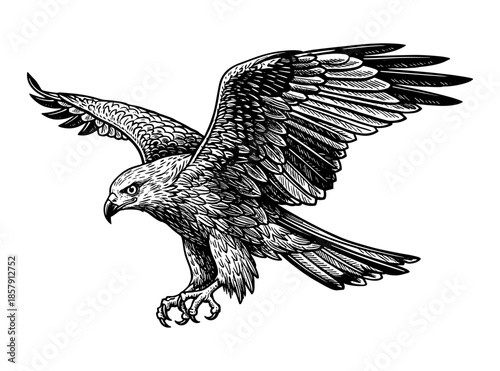Eagle in flight with spread wings in line art