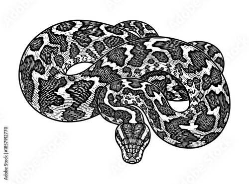 Coiled python in vintage line art style
