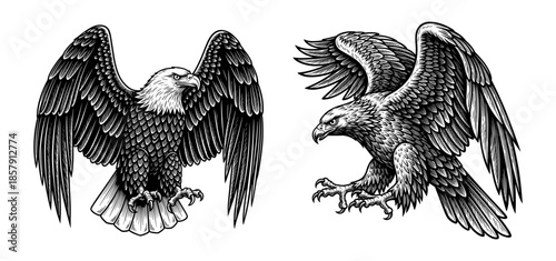 Bald eagles in vintage line art style