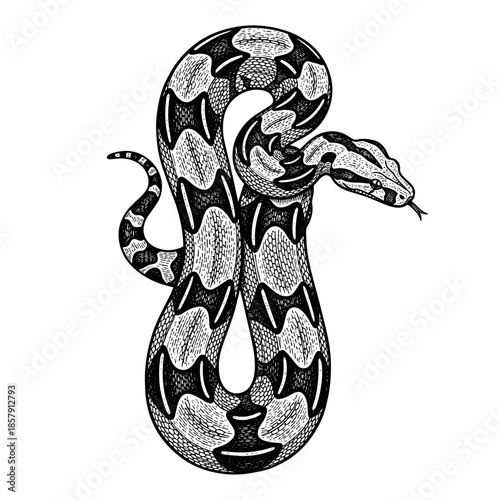 Python in vintage line art style