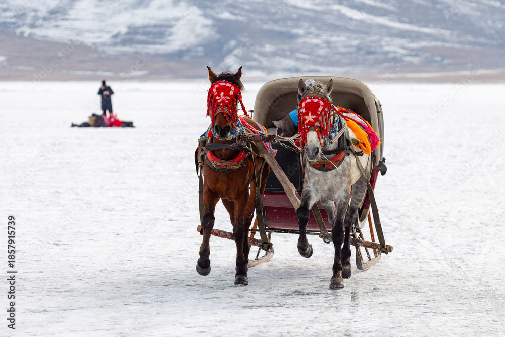 Fotografie A scenic winter view of traditional horse-drawn sleighs traveling across the thick ice of frozen Lake Cildir