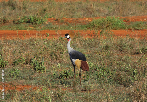 Foto Grey crowned crane in Tsavo National Park, Kenya
