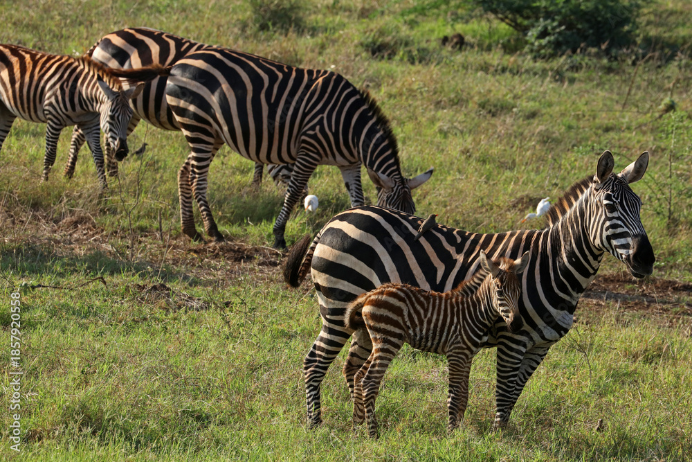 Obraz premium Family of plains zebras in the Tsavo National Park in Kenya