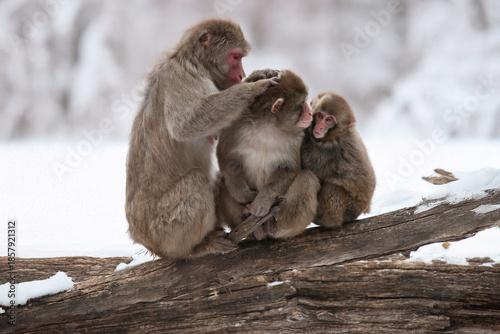 Fotografía family of snow monkeys