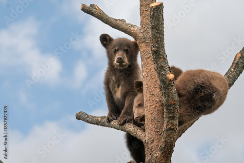 brown bear in tree