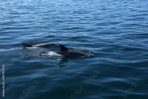 Dolphins in Kisite-Mpunguti Marine National Park in Kenya