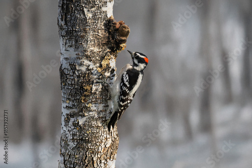 woodpecker on tree