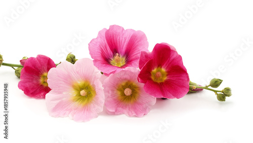 Fotografi Multicolored hollyhock flowers isolated on white background.