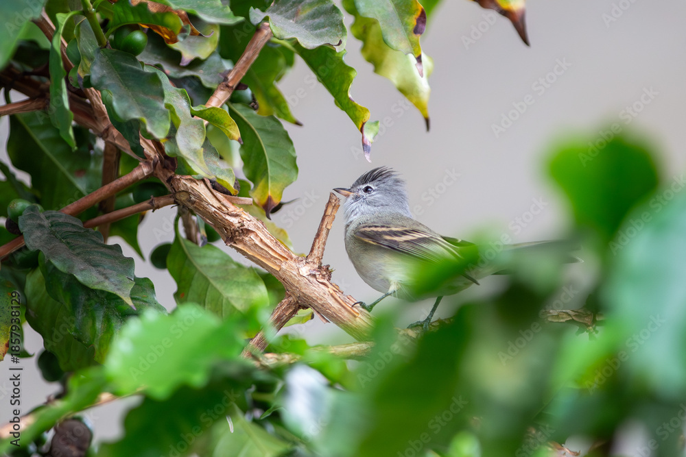 Fototapeta premium Ave Risadinha (Camptostoma obsoletum), também conhecido como alegrinho, carapuçudinho (Maranhão), assovia-cachorro, miudinho (Pernambuco), papa-mosquito e caga-cebo (Linhares-ES)