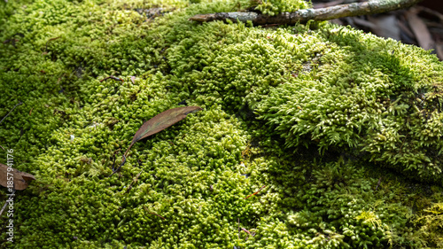 bed of green moss