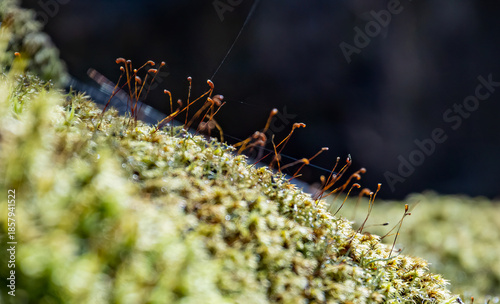 Close up of Common Cord-Moss (Funaria hygrometrica)