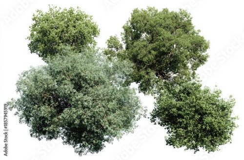 Group of four overhead-view trees with green foliage on an isolated white background