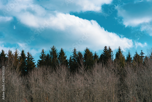 Vászonkép Coniferous and broadleaf tree line with cloudy sky
