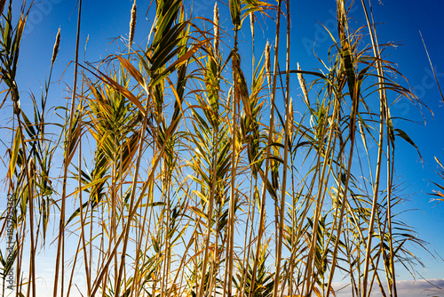 sedge stalks on a clear blue sky, winter, Croatia, Mediterranean