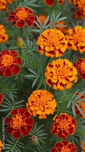 Closeup of Bright Orange and Red Marigold Flowers Blooming in Garden with Natural Lighting