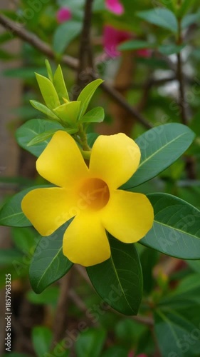 Closeup of Bright Yellow Flower Blooming on Green Leafed Plant in Natural Garden Setting
