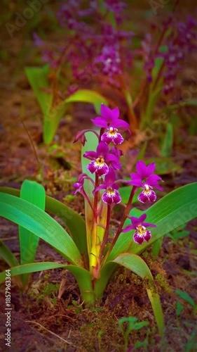 Vivid Purple Orchid Blooming in Garden with Green Leaves and Soil Closeup