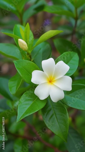 Closeup of a White Gardenia Flower Blooming on Green Foliage in Natural Light