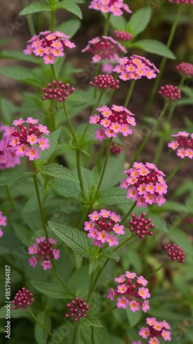 Closeup of vibrant pink and yellow lantana flowers blooming in garden with natural sunlight