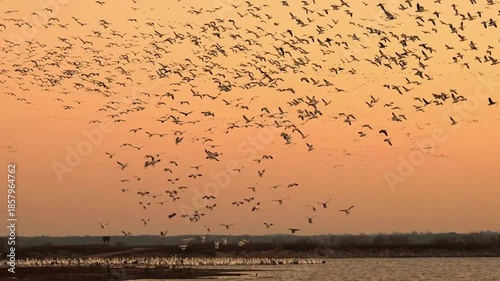Group of snow geese flying in the sunrise