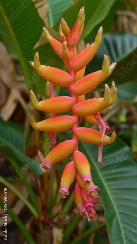 Closeup of Bright Orange and Pink Banana Flower Growing on Plant in Tropical Garden