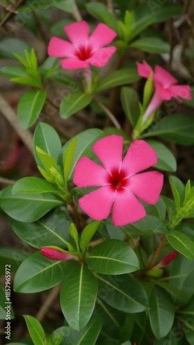 Closeup of Bright Pink Periwinkle Flowers Blooming on Green Foliage in Garden