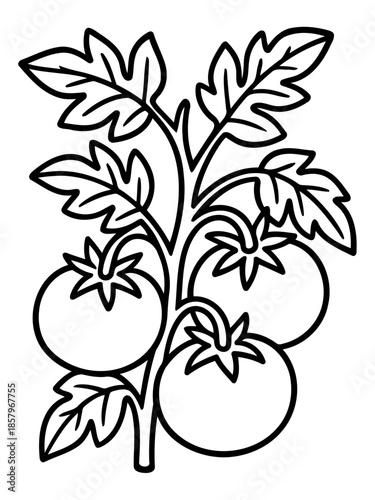 Tomato Plant Illustration: A minimalist line drawing captures the essence of a vibrant tomato plant, showcasing the elegance of nature's bounty.