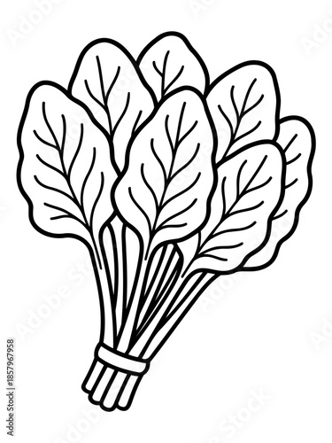 Fresh Spinach: An elegant outline of fresh spinach leaves tied together, showcasing the simplicity and freshness of a nutritious bunch.