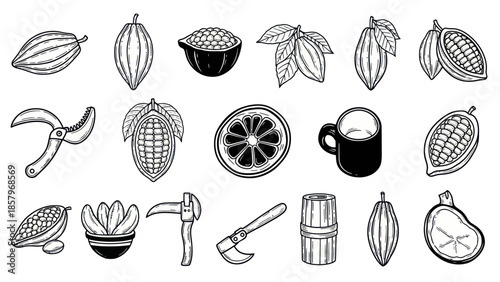 Cocoa plant illustrations seeds pods leaves and tools in black and white