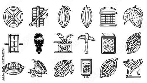 Cocoa production vintage engravings of harvesting and processing