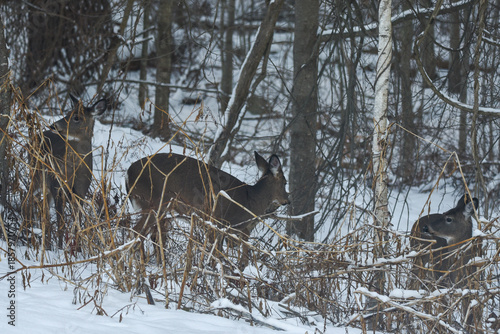 Majestic Deer Standing Among Snow-Dusted Winter Thickets