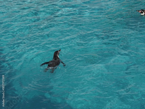 フンボルトペンギン
