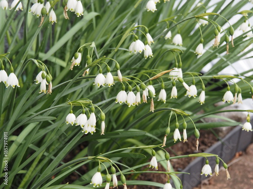 オオマツユキソウ