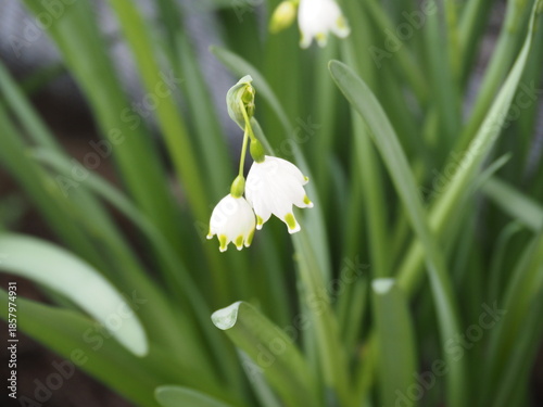 オオマツユキソウ