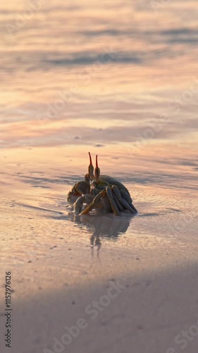Sunset scene with a hermit crab on a Seychelles beach